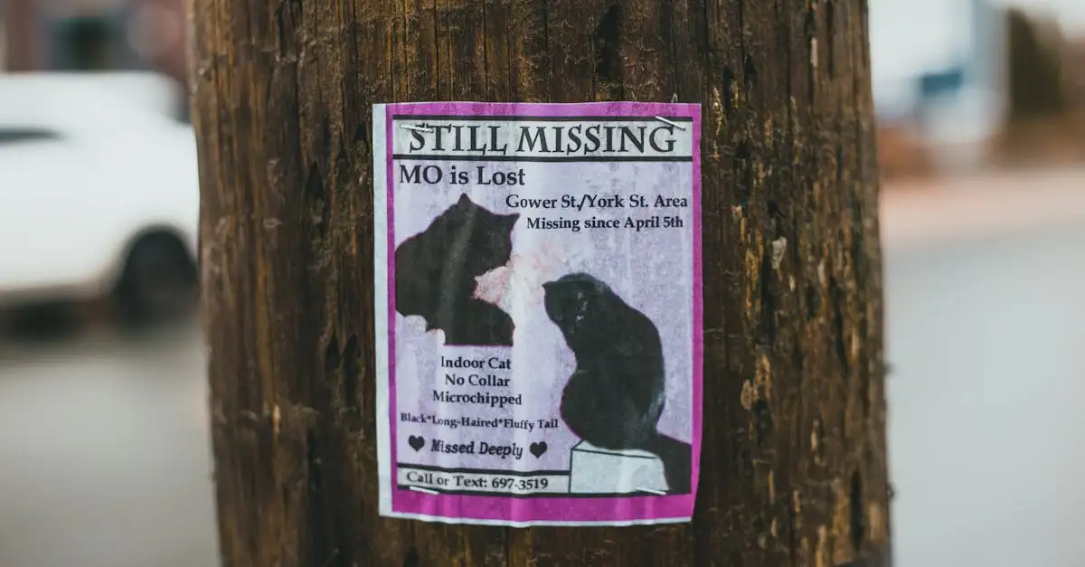 Amivedi kat vermist? Vind uw vermiste kat snel terug