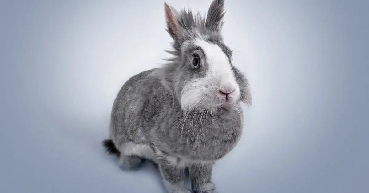 Dierenverzekering konijn: beste dekking en prijzen